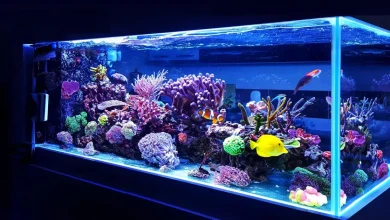 انواع مختلف آکواریوم کدام یک را باید انتخاب کنید