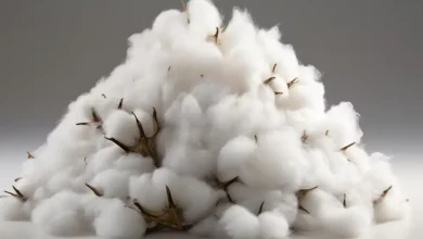 کاربردهای عجیب و جالب پنبه