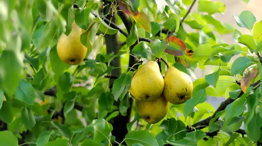  گلابی میوه ای بسیار مفید و پر طرفدار در جهان